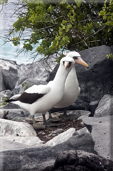 foto Flora e la fauna della Isole Galapagos